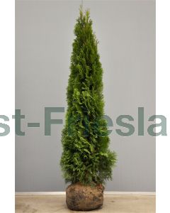 Thuja occ. 'Smaragd' 175-200 cm kluit