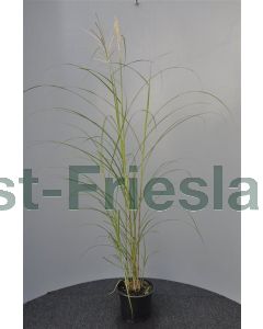 Miscanthus sin. 'Nippon' C2