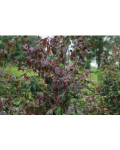 Parrotia pers.'Persian Spire' 150-175 cm C20