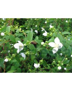 Philadelphus 'Lemoinei' 40-60 cm kw 2-3 tak