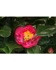Camellia j. Dr. King 100-125 cm C20