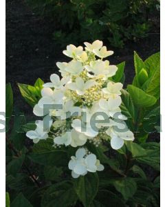 Hydrangea pan. 'Pink Diamond' 100-125 cm C20