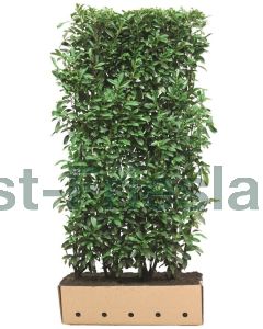 Prunus l.'Genolia Mariblon'® kluit b100 cm x h200 cm haagelement