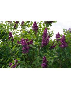 Syringa v. 'Charles Joly' 125-150 cm C15