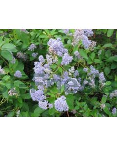 Ceanothus del. 'Gloire de Versaille' 100-125 cm C20