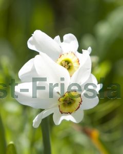 Narcissus recurvus 12/14 per 100