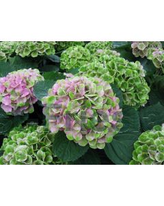 Hydrangea macr. 'Magical' C5