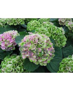 Hydrangea m. 'Magical' 60-80 cm C20