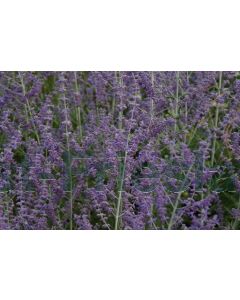 Perovskia a. 'Blue Spire' 80-100 cm C20