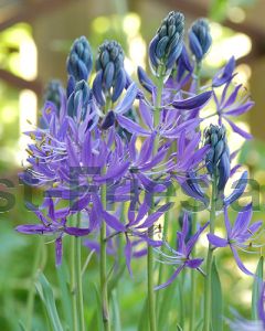 Camassia quamash 6/+ per 100