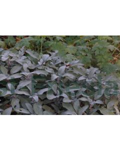 Salvia off. 'Berggarten' C2