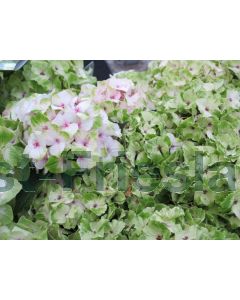 Hydrangea m. 'Magical Noblesse' 50-60 cm C20