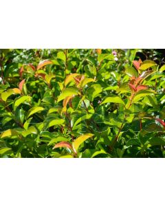 Prunus lus. 'Tico'® 10/12 C50 leischerm 170 cm stam