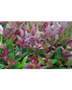 Leucothoe 'Zeblid' 40-50 cm C7.5