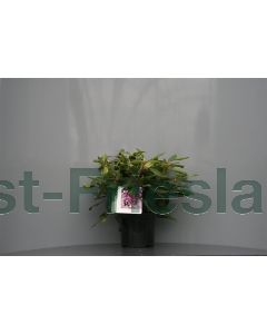 Rhododendron 'Marcel Menard' 30-40 cm C5