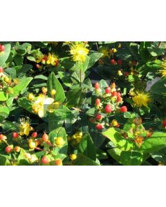 Hypericum inod. 'Orange Flair' C1.5