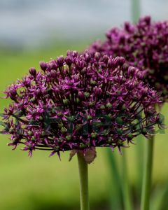 Allium 'Miami' 10+ per 100