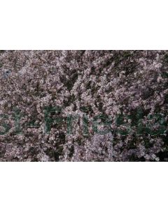 Prunus cerasifera 'Nigra' 10/12 kw leischerm 180 cm stam