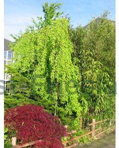 Cercidiphyllum jap. 'Pendulum' 175-200 cm C20