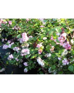 Symphoricarpos d. 'Mother of Pearl' 40-60 cm kw 2-3 tak