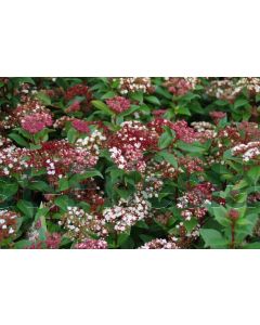 Viburnum tinus 'Spirit' C15 90 cm stam