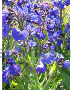 Anchusa azurea 'Loddon Royalist' C2