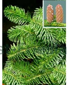 Abies nordmanniana 20-30 cm kw