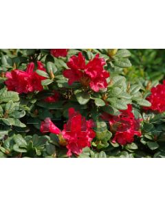 Rhododendron (F) 'Scarlet Wonder' C2