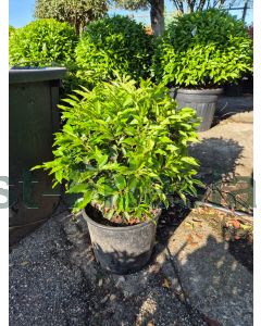 Prunus l. 'Angustifolia' C15 Ø 45 cm bolvorm