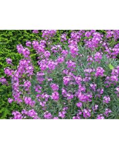 Erysimum 'Bowles Mauve' P13