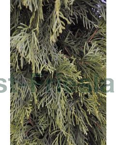 Thuja occ. 'Smaragd' 60-80 cm C4