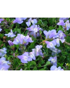 Mazus reptans C2