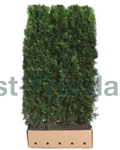 Thuja occ. 'Smaragd' kluit b100 cm x h200 cm haagelement