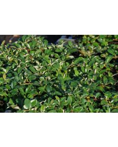 Cotoneaster dammeri C1.5