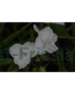 Tradescantia (A) 'Innocence' P9 / 24 per kist