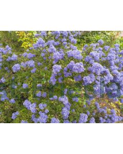 Ceanothus 'Puget Blue' 60-80 cm C10