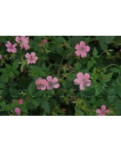 Geranium endressii 'Wargrave Pink' P9 / 24 per kist