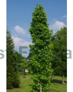 Liquidambar styr. 'Slender Silouette' 12/14 C50