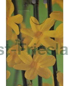 Jasminum nudiflorum 75 cm C2