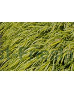 Hakonechloa macra  'Aureola' P9 / 24 per kist