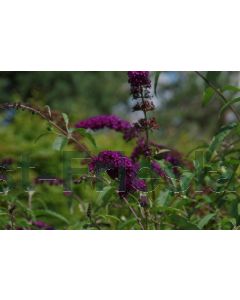 Buddleja dav. 'Royal Red' C3