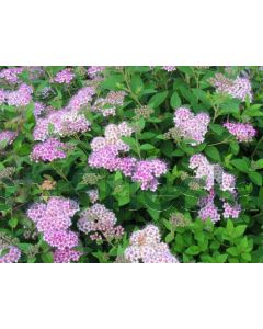 Spiraea jap. 'Little Princess' 30-40 kw 2-3 tak