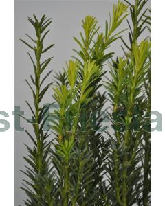 Taxus baccata 80-100 cm kluit extra