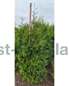 Thuja plicata 'Martin' 175-200 cm kluit