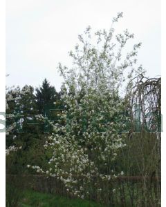 Amelanchier laevis 'Ballerina' 250-300 cm C 80 Meerstam
