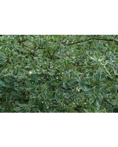 Cornus alba 'Elegantissima' 60-80 cm kw 2-3 tak