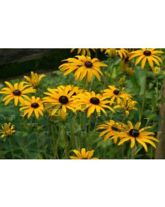 Rudbeckia fulg. deamii P9 / 24 per kist