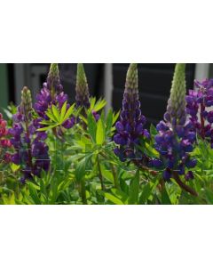 Lupinus 'Gallery Blue' C2