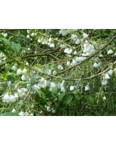 Halesia carolina 175-200 cm C35