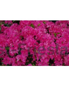 Rhododendron (AJ) 'Kermesina' C2